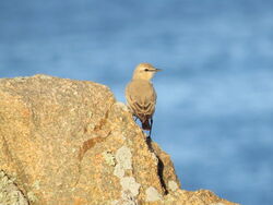 Photographed at Fort Hommet. on 27/10/2024. Photo: &copy; Mark Guppy