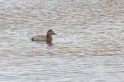 Photographed at Claire Mare [CLA]. on 3/11/2024. Photo: &copy; Christopher Wilkinson