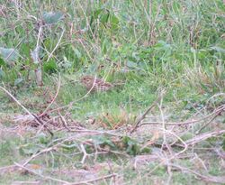 Photographed at Fort Hommet. on 4/11/2024. Photo: &copy; Mark Guppy