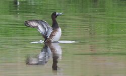 Photographed at Grande Mare. on 6/11/2024. Photo: &copy;  Rockdweller