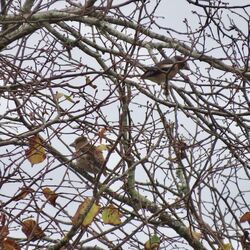 Photographed at Foulon. on 6/11/2024. Photo: &copy; Wayne Turner