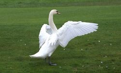 Photographed at Grande Mare. on 6/11/2024. Photo: &copy;  Rockdweller