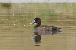 Photographed at Grande Mare [GMA]. on 6/11/2024. Photo: &copy; Rod Ferbrache