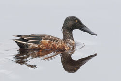 Photographed at Claire Mare [CLA]. on 6/11/2024. Photo: &copy; Rod Ferbrache