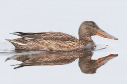 Photographed at Claire Mare [CLA]. on 6/11/2024. Photo: &copy; Rod Ferbrache