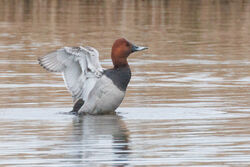 Photographed at Claire Mare [CLA]. on 6/11/2024. Photo: &copy; Rod Ferbrache