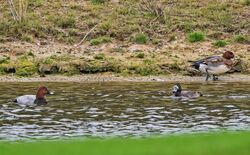 Photographed at Grande Mare. on 7/11/2024. Photo: &copy;  Rockdweller