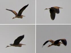 Photographed at Pleinmont. on 8/11/2024. Photo: &copy; Wayne Turner