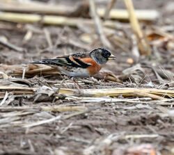 Photographed at Chemin du Roi, FST. on 9/11/2024. Photo: &copy; Adrian Bott