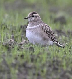 Photographed at Rue de Belial. on 3/11/2024. Photo: &copy; Adrian Bott