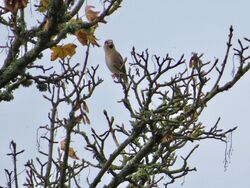 Photographed at Foulon. on 11/11/2024. Photo: &copy; Mark Guppy