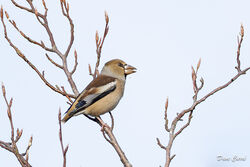 Photographed at Foulon. on 11/11/2024. Photo: &copy; Dave Carre