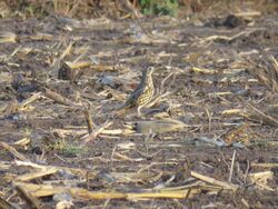 Photographed at Les mouilpieds, SM. on 11/11/2024. Photo: &copy; Tony Bisson