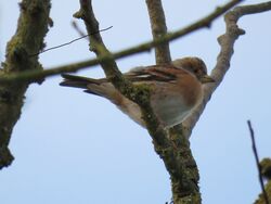 Photographed at Chemin du Roi, FST. on 11/11/2024. Photo: &copy; Tony Bisson