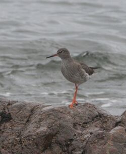 Photographed at Leree. on 8/11/2024. Photo: &copy; Carl  Crowson