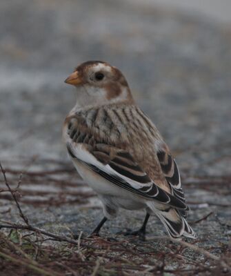 Photographed at Leree. on 8/11/2024. Photo: &copy; Carl  Crowson