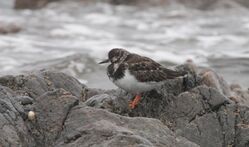 Photographed at Leree. on 8/11/2024. Photo: &copy; Carl  Crowson