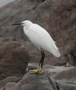 Photographed at Leree. on 7/11/2024. Photo: &copy; Carl  Crowson