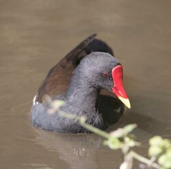 Photographed at Rue Berger’s . on 11/9/2024. Photo: &copy; Carl  Crowson