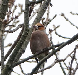 Photographed at Foulon [FOU]. on 30/11/2024. Photo: &copy; Cindy Loaring