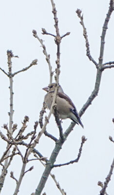 Photographed at Foulon [FOU]. on 30/11/2024. Photo: &copy; Cindy Loaring