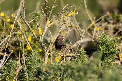 Photographed at Pleinmont. on 3/12/2024. Photo: &copy; Dave Carre
