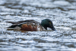 Photographed at Rue des Bergers. on 9/12/2024. Photo: &copy; Dave Carre