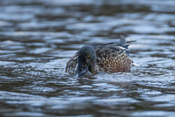 Photographed at Rue de Bergers N.R.. on 9/12/2024. Photo: &copy; Dave Carre