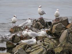 Photographed at Perelle. on 13/12/2024. Photo: &copy; Wayne Turner