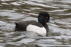 Photographed at Reservoir [RES]. on 17/12/2024. Photo: &copy; Rod Ferbrache