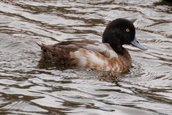 Photographed at Reservoir [RES]. on 16/12/2024. Photo: &copy; Rod Ferbrache