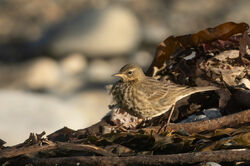 Photographed at Fontenelles Bay. on 23/12/2024. Photo: &copy; Julie Davis