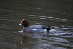 Photographed at Rue des Bergers [BER]. on 28/12/2024. Photo: &copy; Cindy Loaring