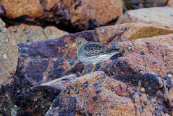 Photographed at Jaonneuse [JAO]. on 2/1/2025. Photo: &copy; Christopher Wilkinson