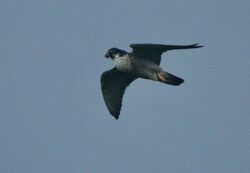 Photographed at Shingle Bank [SHI]. on 6/1/2025. Photo: &copy; Carl  Crowson