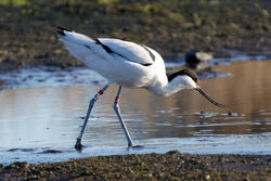 Photographed at Colin Best NR [CNR]. on 11/1/2025. Photo: &copy; Christopher Wilkinson