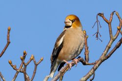 Photographed at Foulon. on 11/1/2025. Photo: &copy; Dave Carre