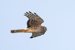 Photographed at Pleinmont. on 13/1/2025. Photo: &copy; Dave Carre