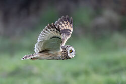 Photographed at Pleinmont. on 13/1/2025. Photo: &copy; Dave Carre