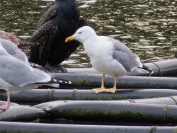 Photographed at Reservoir. on 25/1/2025. Photo: &copy; Wayne Turner