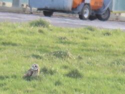 Photographed at Airport. on 30/1/2025. Photo: &copy; Tony Bisson