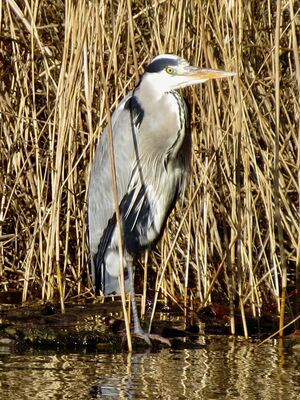 Photographed at Reservoir. on 31/1/2025. Photo: &copy; Wayne Turner