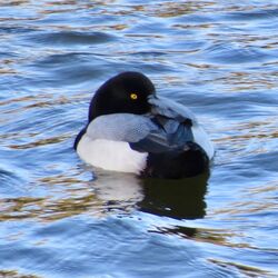Photographed at Reservoir. on 31/1/2025. Photo: &copy; Wayne Turner