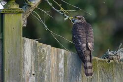 Photographed at St Sampson (Parish). on 31/1/2025. Photo: &copy; Paul Rigby
