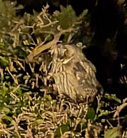 Photographed at Corbiere. on 24/6/2024. Photo: &copy; Mary Simmons
