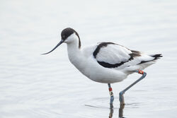 Photographed at Claire Mare. on 5/2/2025. Photo: &copy; Dave Carre