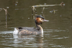 Photographed at Reservoir. on 4/2/2025. Photo: &copy; Dave Carre