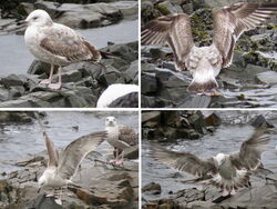 Photographed at Perelle. on 8/2/2025. Photo: &copy; Wayne Turner