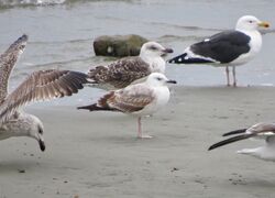 Photographed at Perelle. on 10/2/2025. Photo: &copy; Wayne Turner