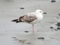 Photographed at Perelle. on 10/2/2025. Photo: &copy; Wayne Turner